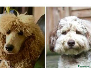 Mixed Breed dogs Poodle moyen - Advert 1