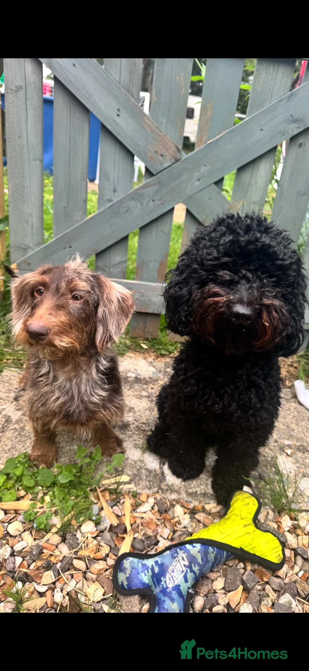 Mixed Breed dogs for sale:  doxiepoo pups 1x girl x3 boys  - Advert 2