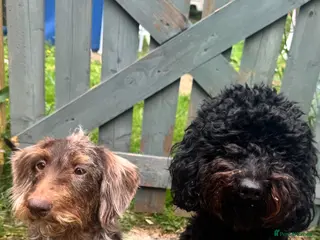 Mixed Breed dogs doxiepoo pups 1x female 4x male - Advert 5