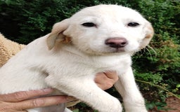 Labradoodle dogs for sale: Labradoodle / Fox Red Labrador X Puppies - Image 17