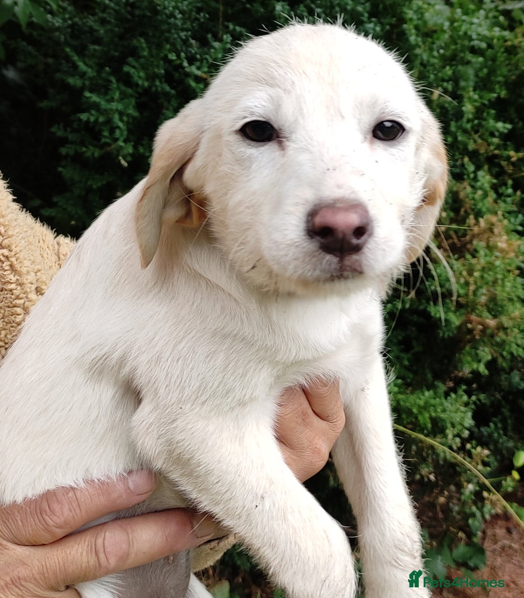 Labradoodle dogs for sale: Labradoodle / Fox Red Labrador X Puppies - Image 17
