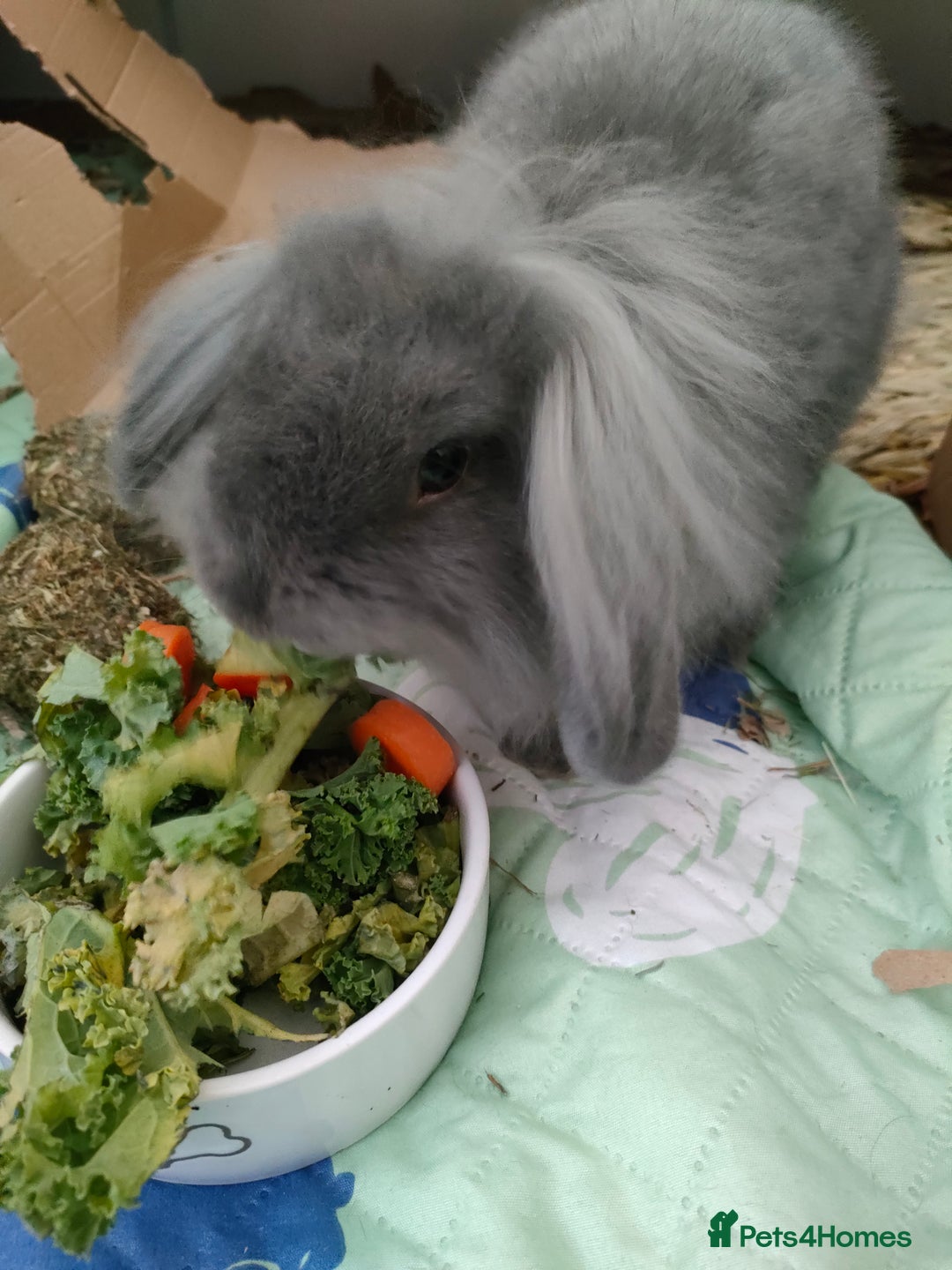 Mixed Breed rabbits for sale: Adorable lion head x lop - Image 2