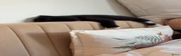 Scottish Fold cats for sale: Black and white Scottish fold kitten  - Advert 9