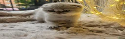 Scottish Fold cats for sale: Reduced💥£350 ready now Tica scottish fold london  - Advert 17