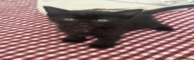 Domestic Shorthair Kitten 2