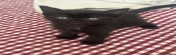 Domestic Shorthair cats for sale: 2 male black kittens for sale  - Advert 3