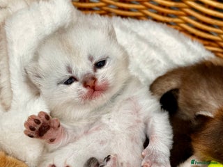 British Shorthair cats Chunky British shorthair - Advert 2