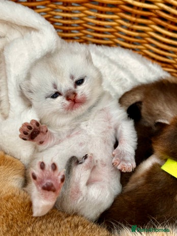 British Shorthair cats Chunky British shorthair - Advert 7