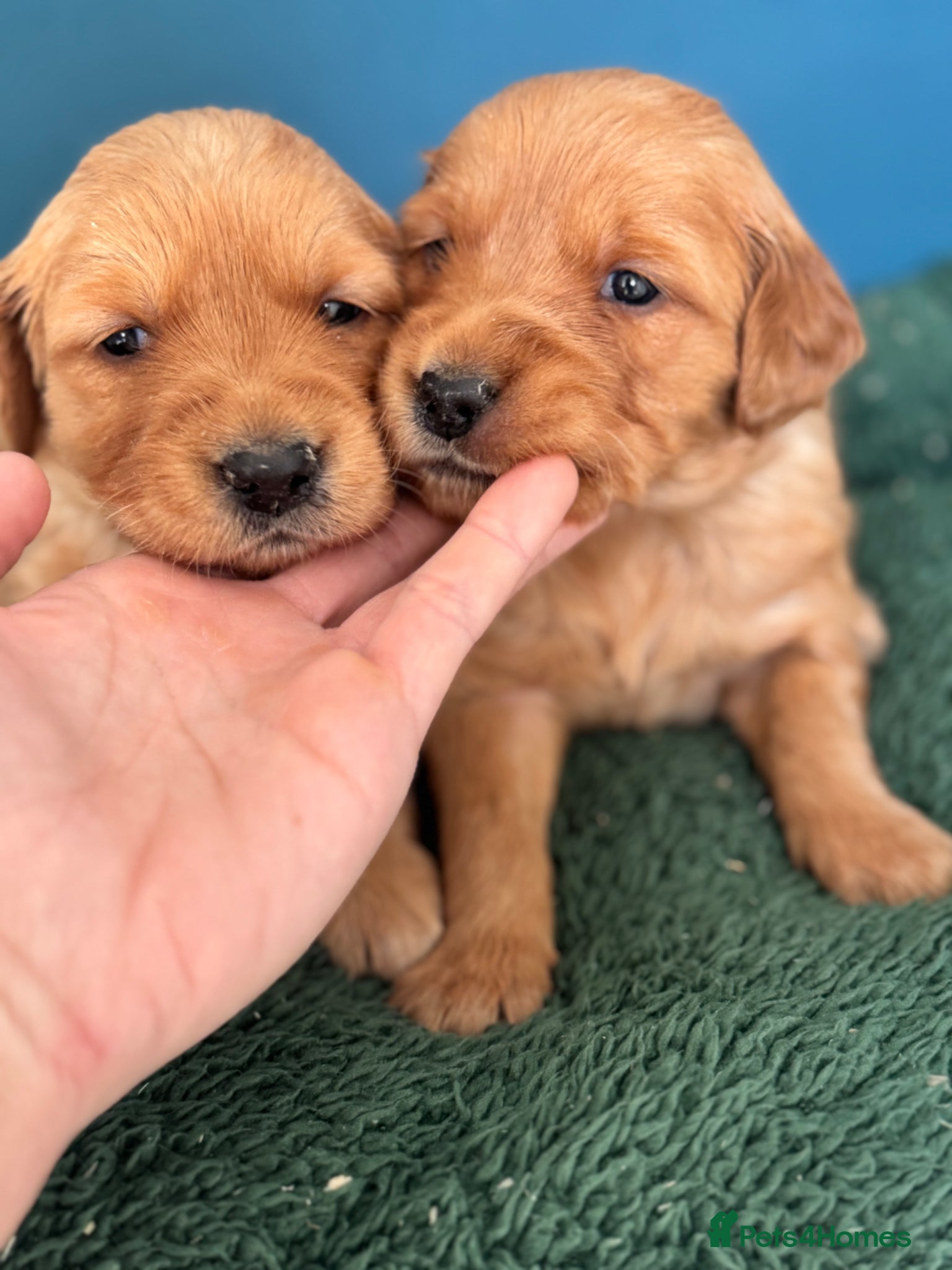 Golden Retriever dogs 8 exceptional Golden Retriever  - Advert 2