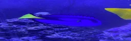 Other/Mixed Breed fish for sale: Marine fish in Plymouth - Advert 8