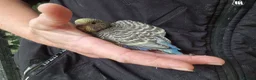 Budgerigars birds for sale: 4 blue chicks and 1 adult male  - Advert 27