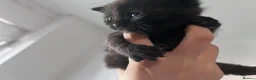 Mixed Breed cats for sale: British shorthair and black haired kittens  - Advert 2