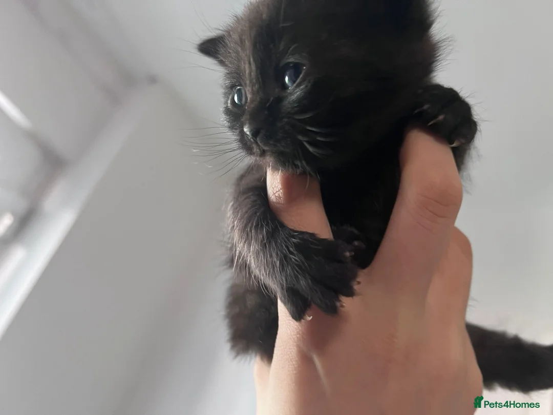 Mixed Breed cats for sale: British shorthair and black haired kittens  - Advert 2