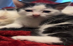 Domestic Shorthair cats for sale: 2 Females and 2 Males  - Image 7