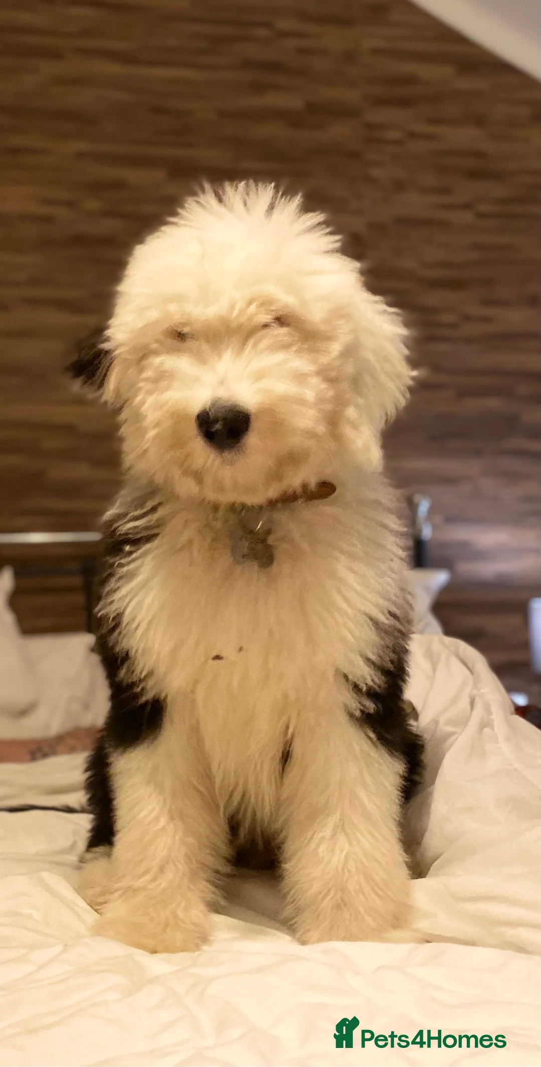 Old English Sheepdog dogs for stud: Proven Old English sheep dog for stud in Middlesbrough - Advert 9