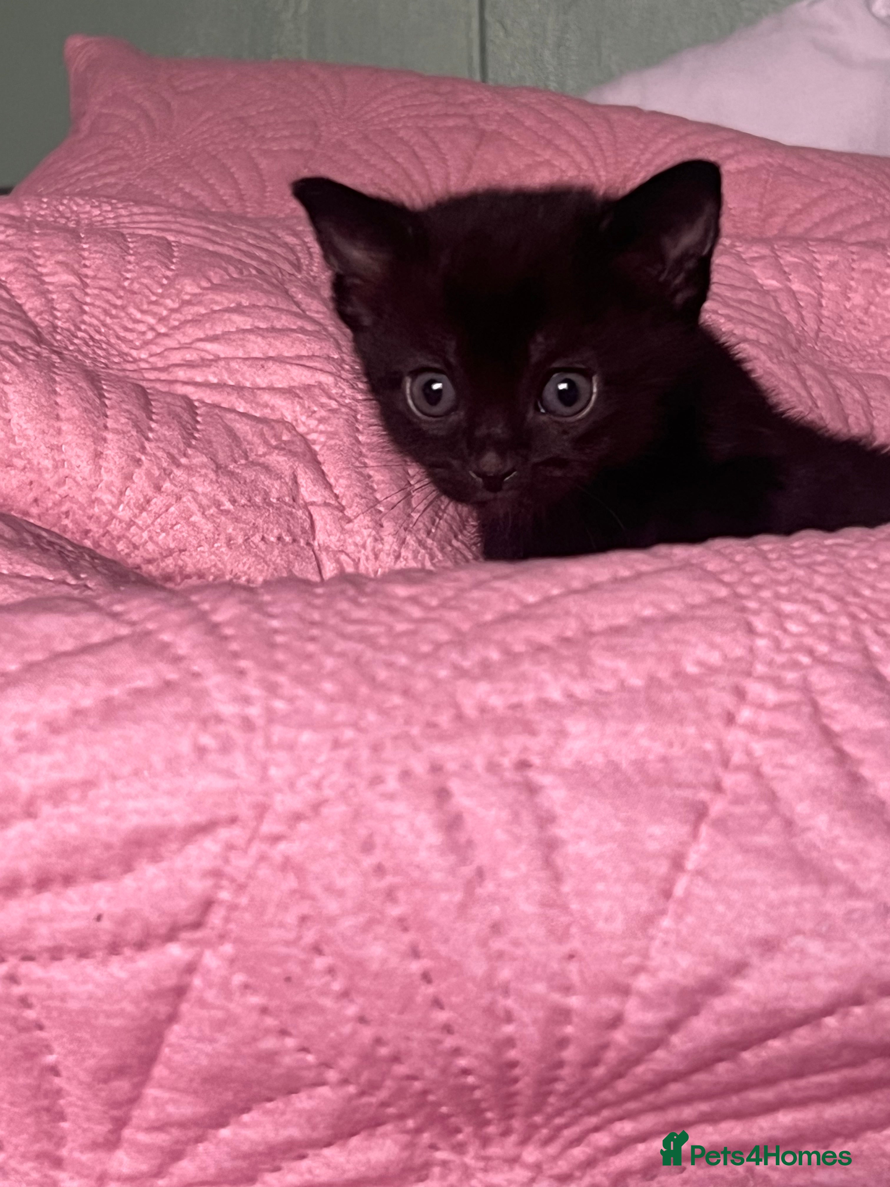 Mixed Breed cats Kittens for sale  - Advert 11