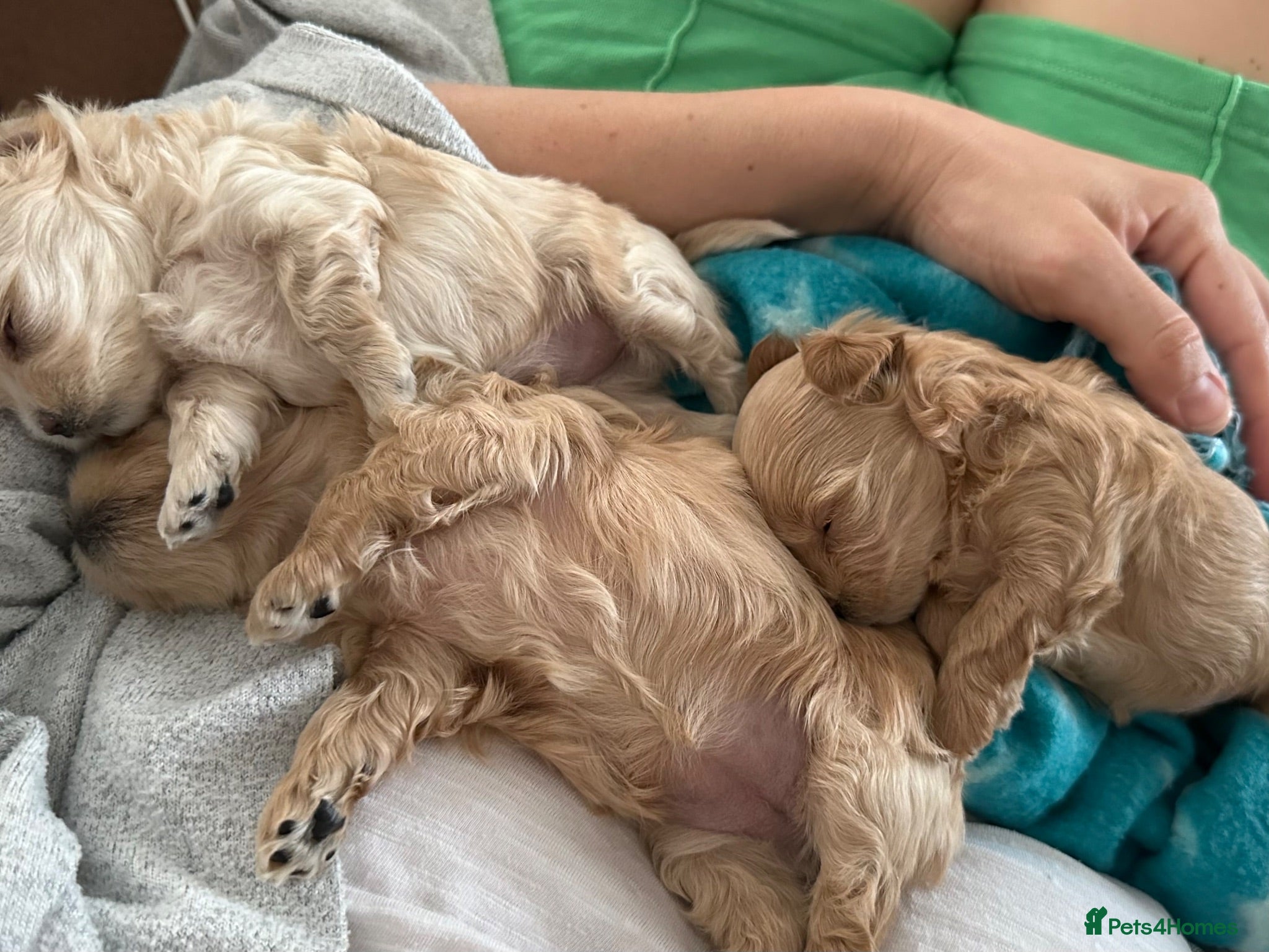 Maltipoo dogs Luxury Asian Maltipoo Girls 🩷  - Advert 2