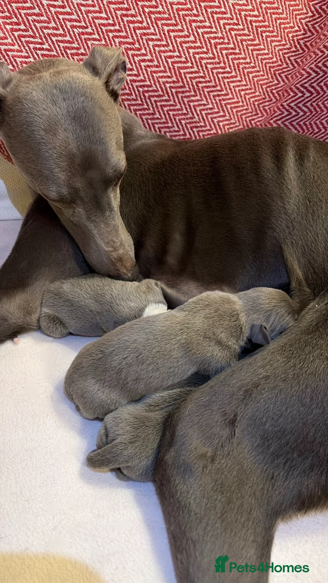 Mixed Breed dogs for sale: Blue whippet x Italian greyhound  in Spalding - Advert 6