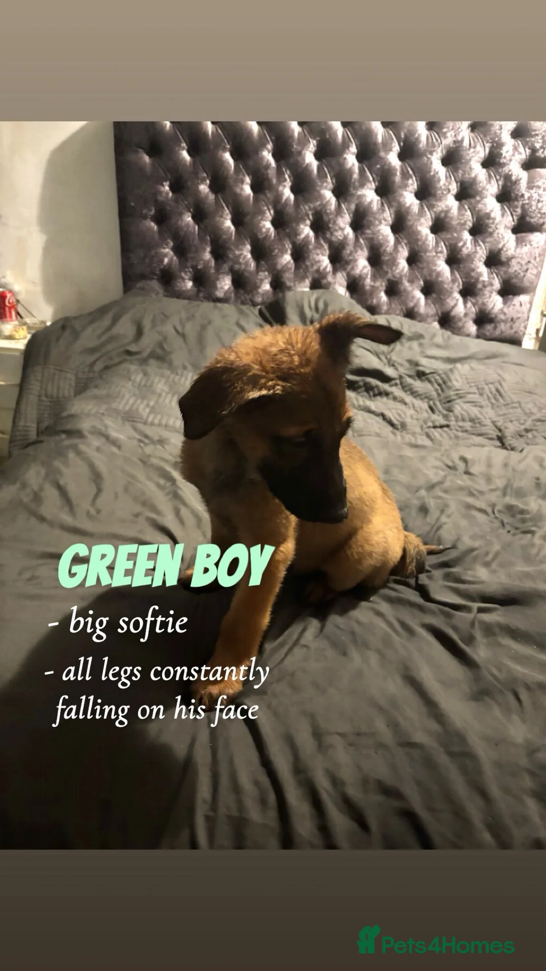 Mixed Breed dogs for sale: Beautiful german shepherd cross belgium malis pups - Advert 3