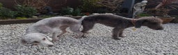 Bedlington Terrier dogs for stud:  Bedlington terrier for stud   in Chesterfield - Advert 8