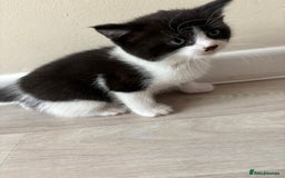 Domestic Shorthair cats for sale: Black and White Fluffy Kittens - Image 7