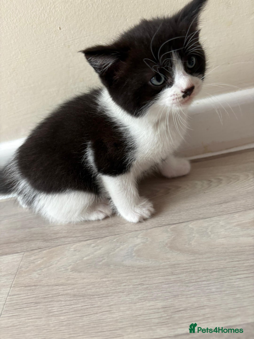 Domestic Shorthair cats for sale: Black and White Fluffy Kittens - Image 7