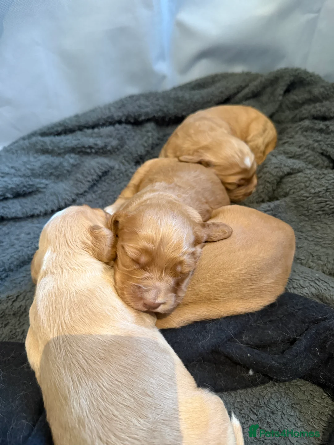 Cockapoo dogs for sale: Cockapoo puppies looking for forever homes - Advert 22