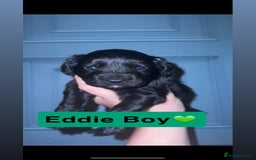 Mixed Breed dogs for sale: 4 Gorgeous Cocker Spaniel Cross Border Collies - Image 5