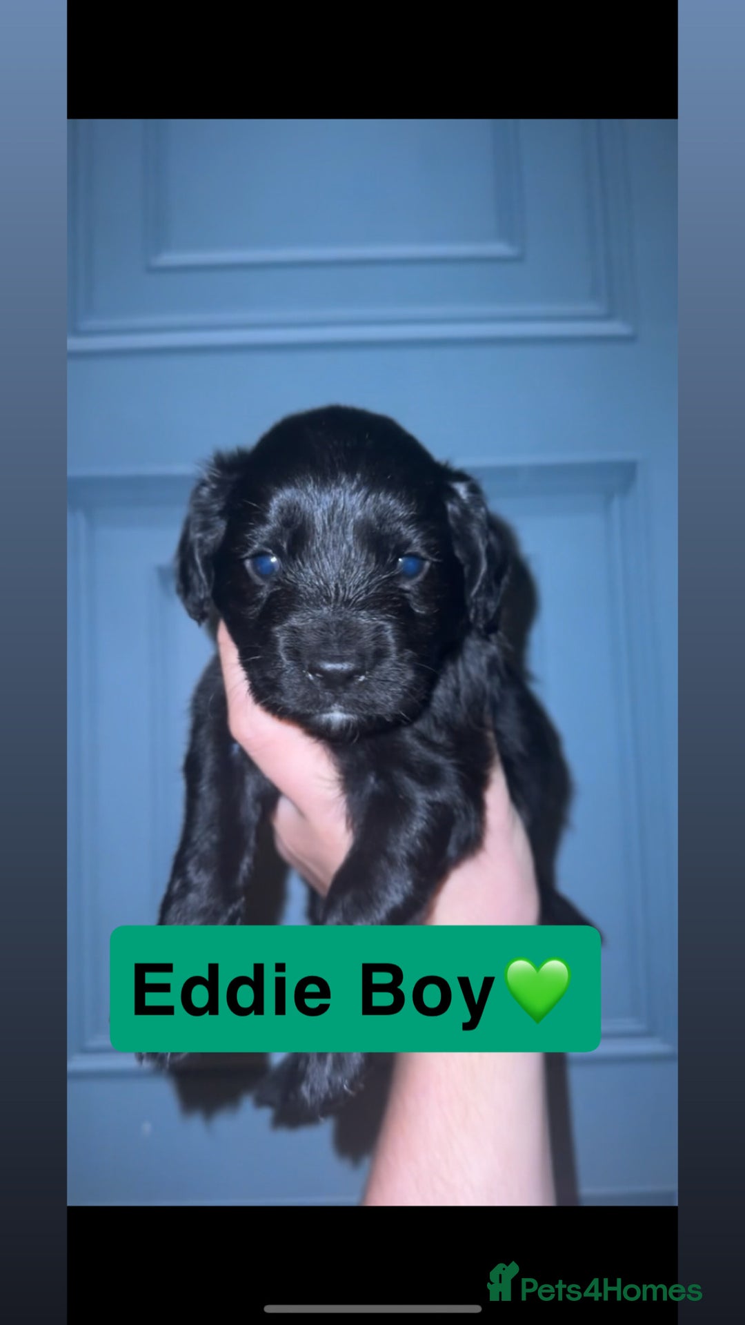Mixed Breed dogs for sale: 4 Gorgeous Cocker Spaniel Cross Border Collies - Image 5