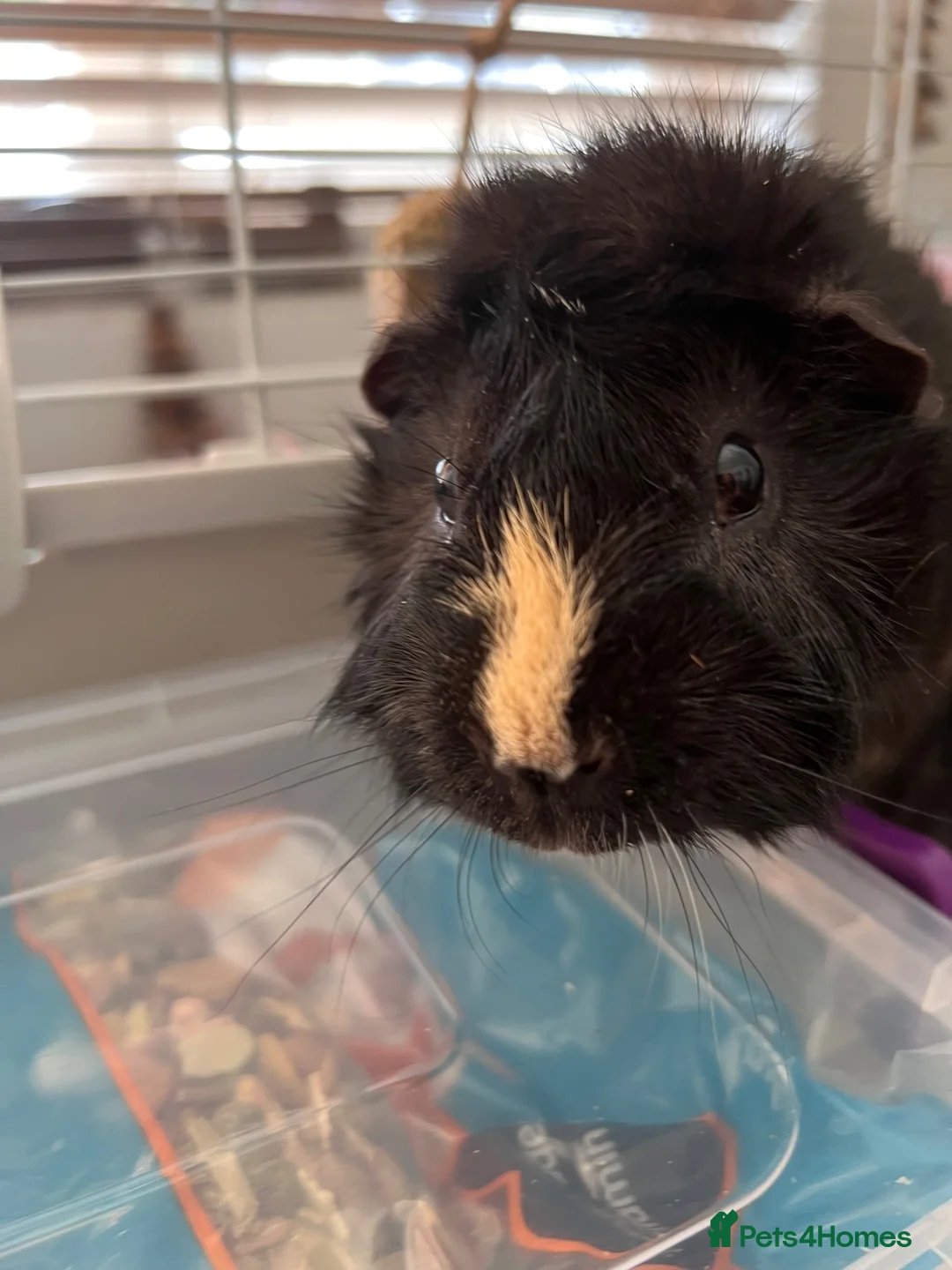 Guinea Pig rodents for sale: 11-Month-Old Male Guinea Pig + Cage & Accessories in Norwich - Advert 2
