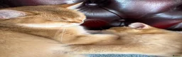 British Shorthair cats for sale: Ready Show quality golden chinchillas - Advert 4