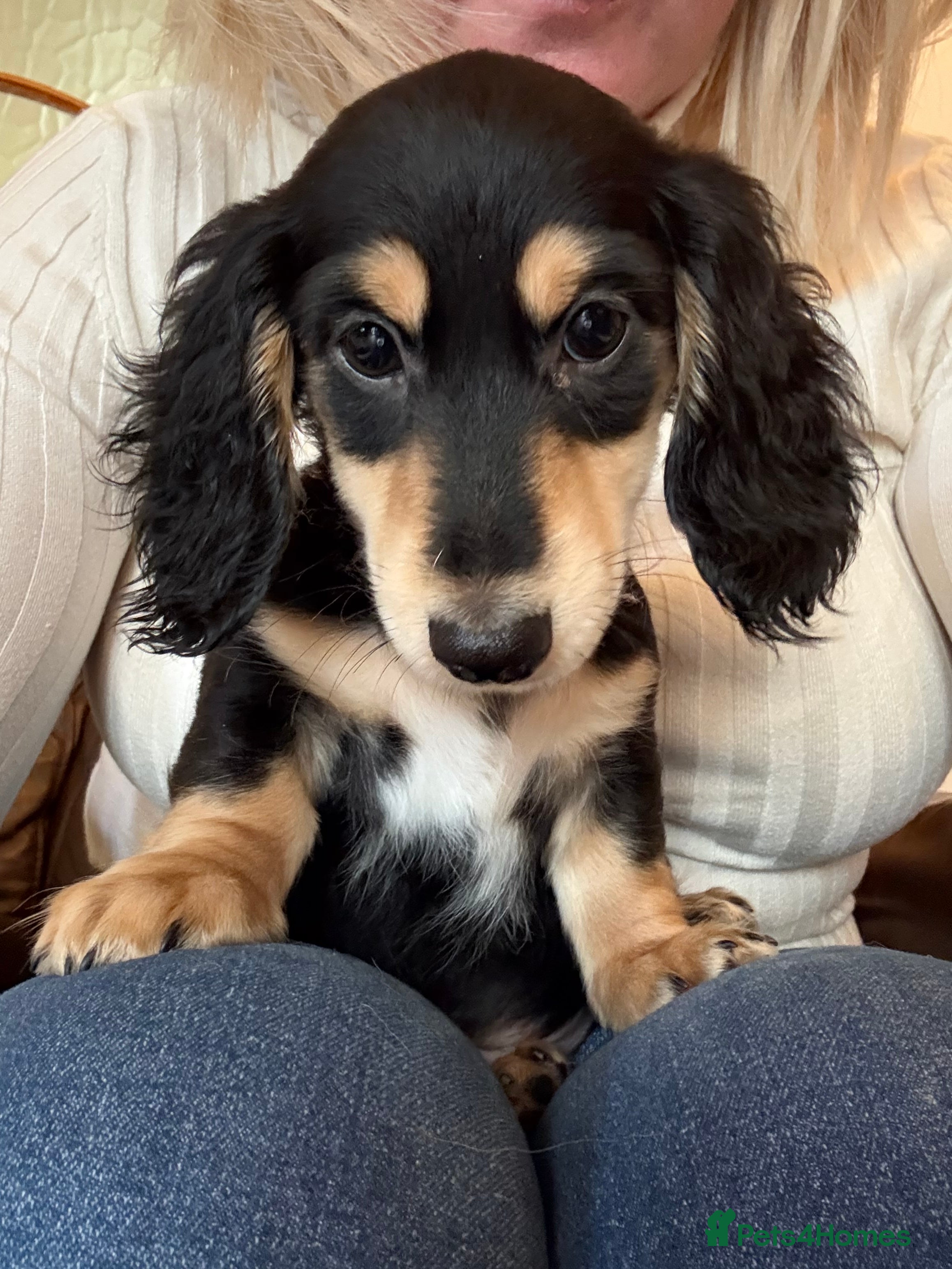 Miniature Dachshund dogs Stunning Male Mini Long Haired Dachshund - Advert 4