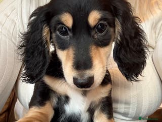 Miniature Dachshund dogs Stunning Male Mini Long Haired Dachshund - Advert 4