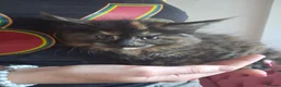 Maine Coon cats for sale: Black smoked PANTHERS!! 😍 - Advert 7