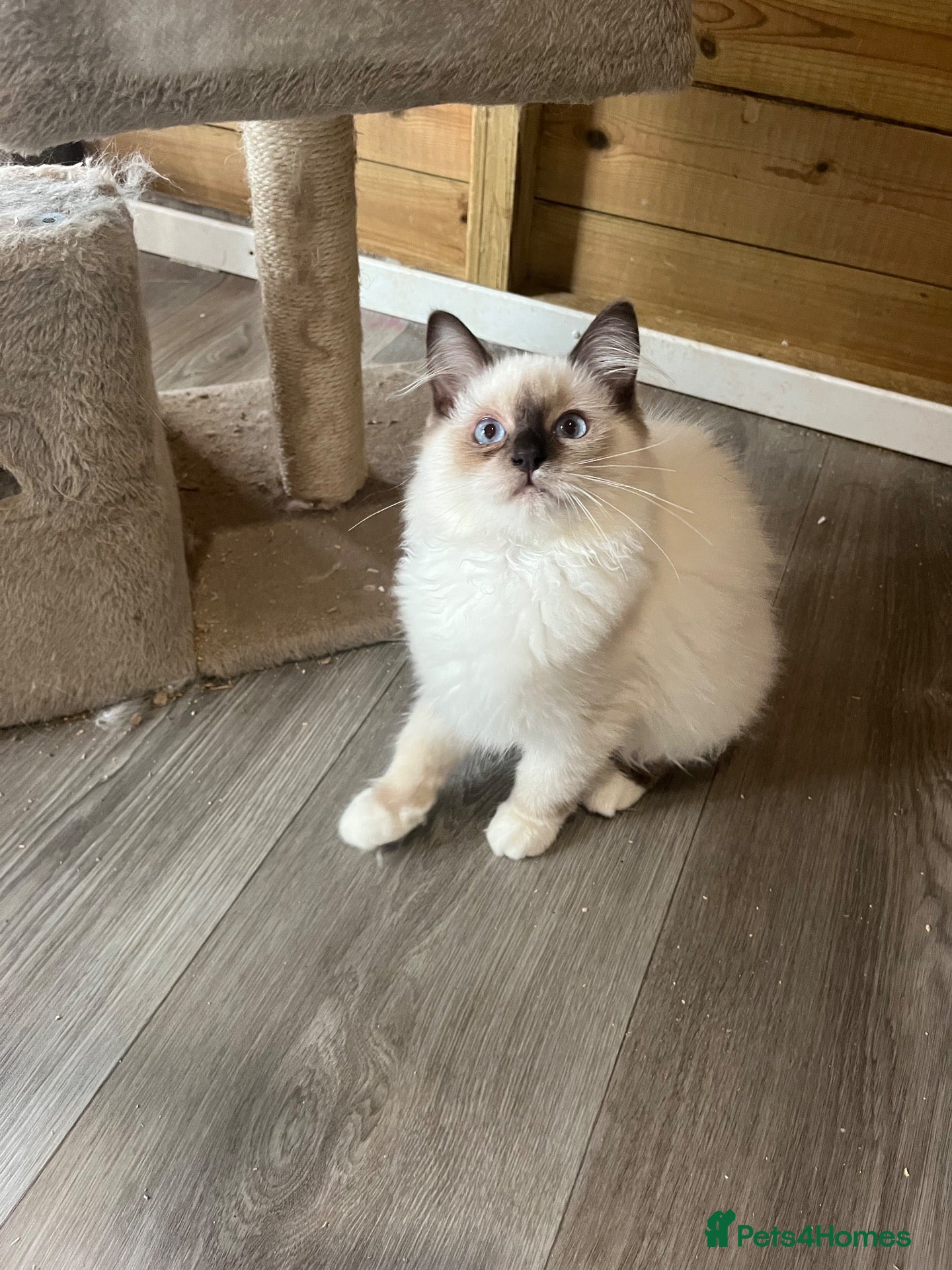 Ragdoll cats Tica purebred ragdoll kittens  - Advert 2