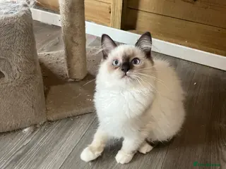 Ragdoll cats Tica purebred ragdoll kittens - Advert 1