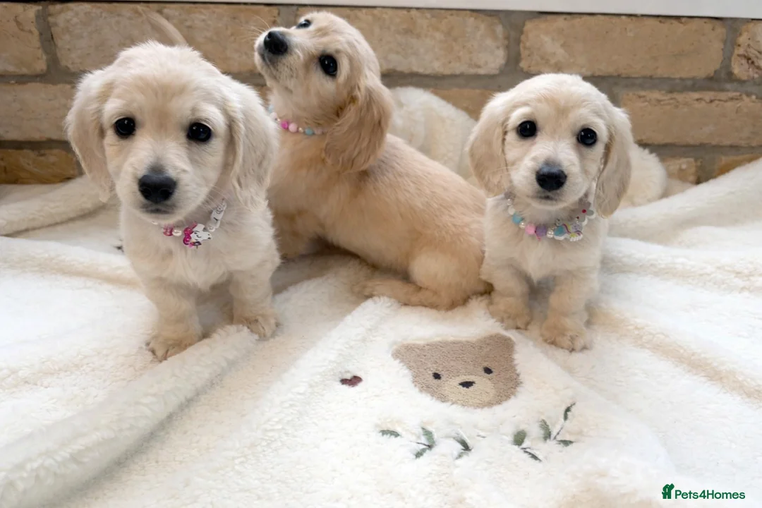 Miniature Dachshund dogs for sale: Pra clear longhaired miniature dachshund  - Advert 1