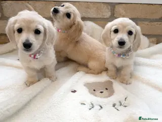 Miniature Dachshund dogs Pra clear longhaired miniature dachshund - Advert 1