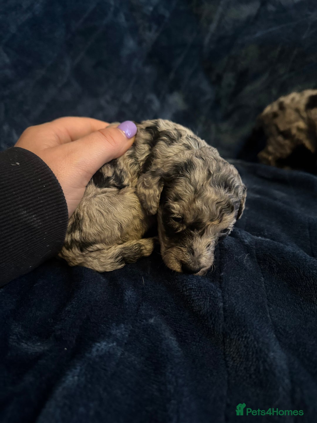 Labradoodle dogs for sale: *ONLY 2 LEFT*, ready to leave 31st oct!! - Image 26