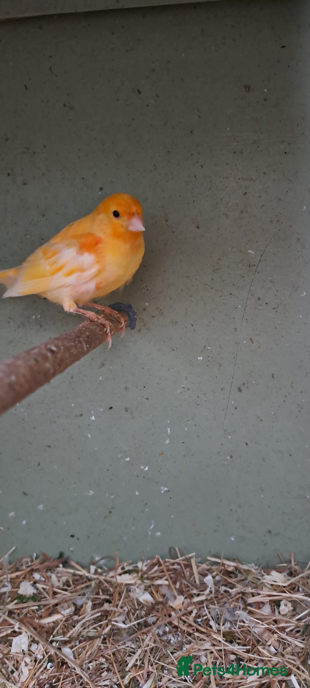 Canaries birds for sale: Canaries  - Image 1