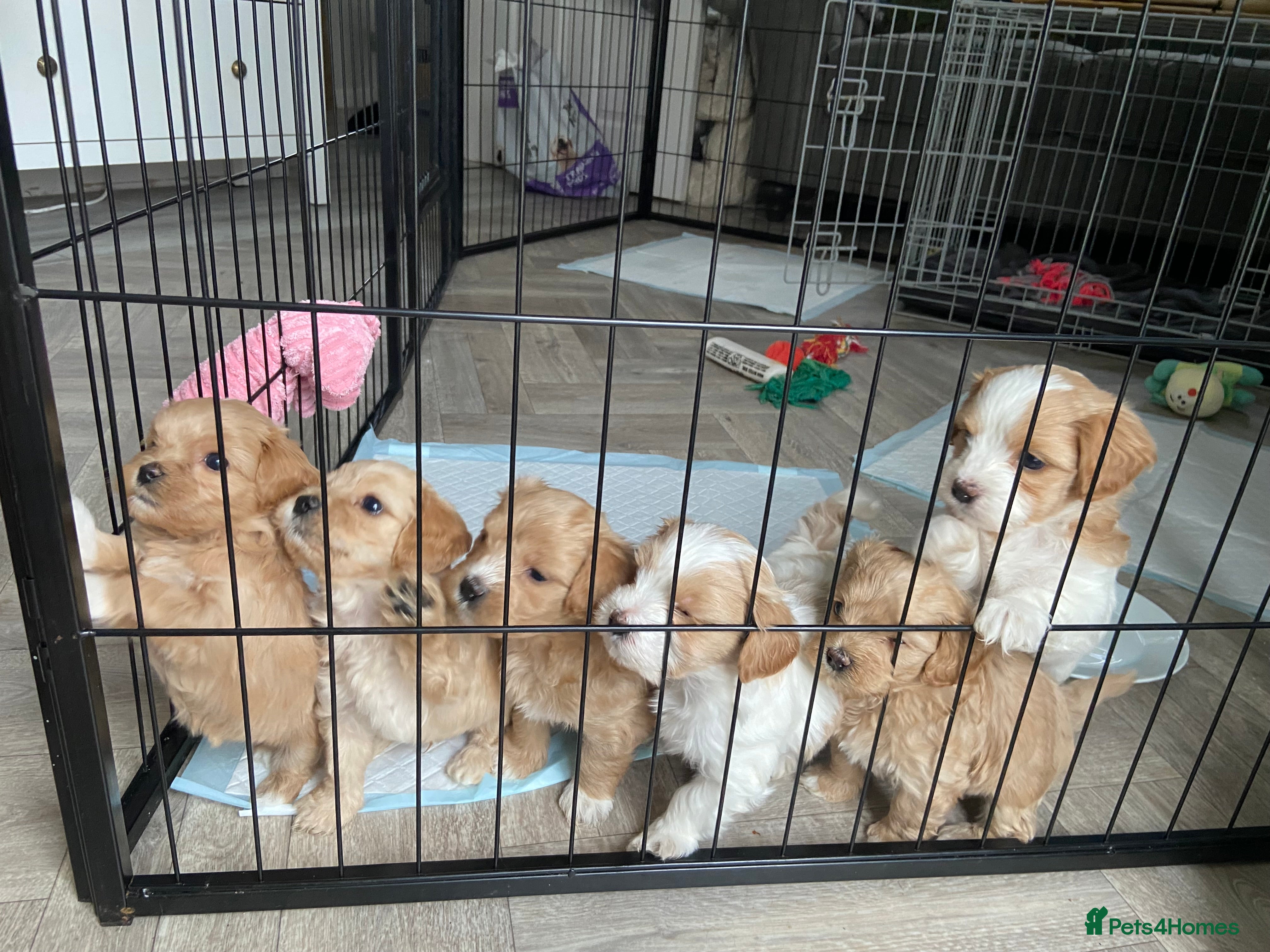 Mixed Breed dogs Cavamaltipoo - Advert 2