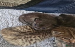 Mixed Breed cats for sale: 4 kittens available  - Image 2