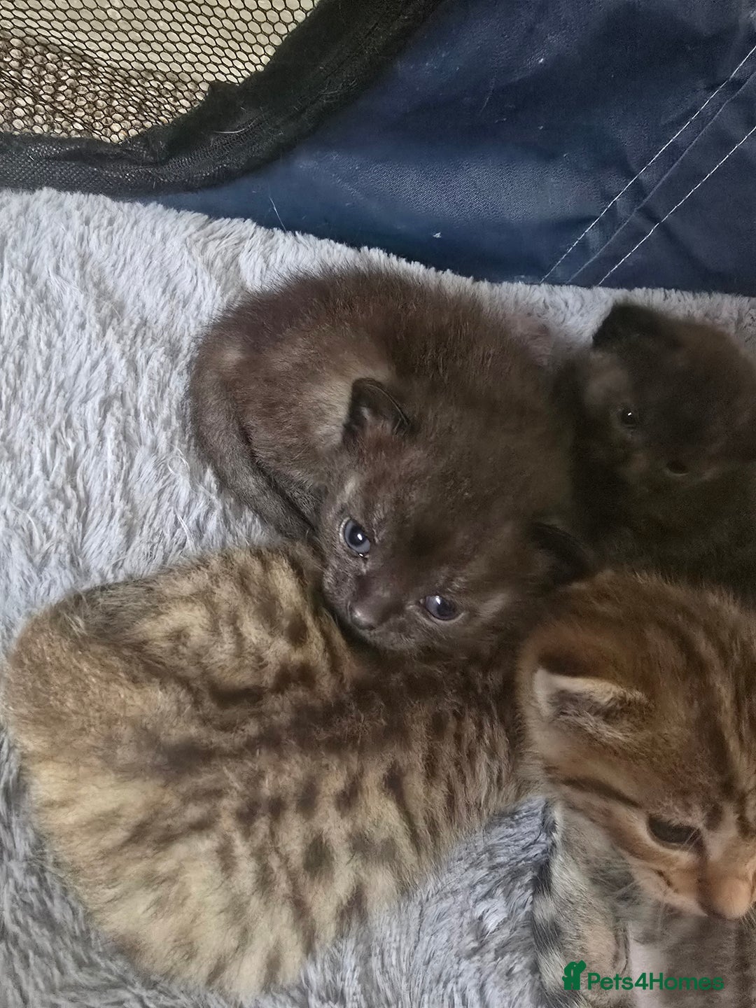 Mixed Breed cats for sale: 4 kittens available  - Image 2