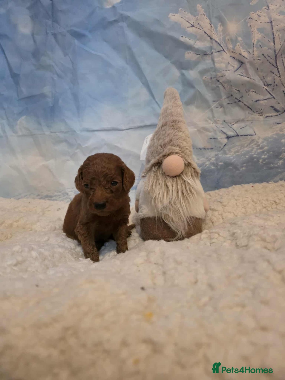 Irish Doodle dogs for sale: Stunning mahogany red Irish doodles READY NOW   - Advert 19