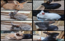 Mixed Breed rabbits for sale: Rabbit babies - Image 1