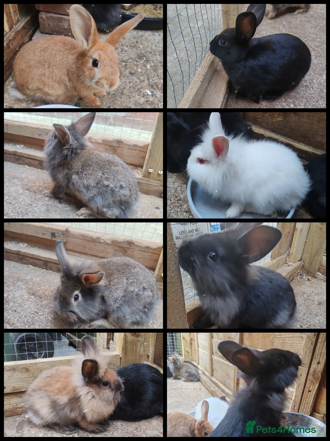 Mixed Breed rabbits for sale: Rabbit babies - Image 1