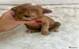 Cavapoo dogs for sale: Top Quality extensively tested F1b Toy cavapoo’s  - Image 17