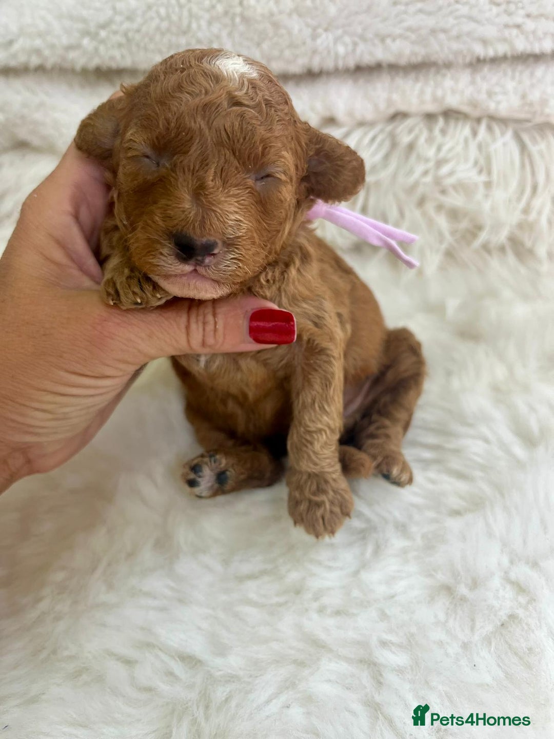 Cavapoo dogs for sale: Top Quality extensively tested F1b Toy cavapoo’s  - Image 17