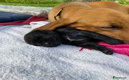Mixed Breed dogs for sale: Italian Segugio/labrador Easter Love Affair - Image 22
