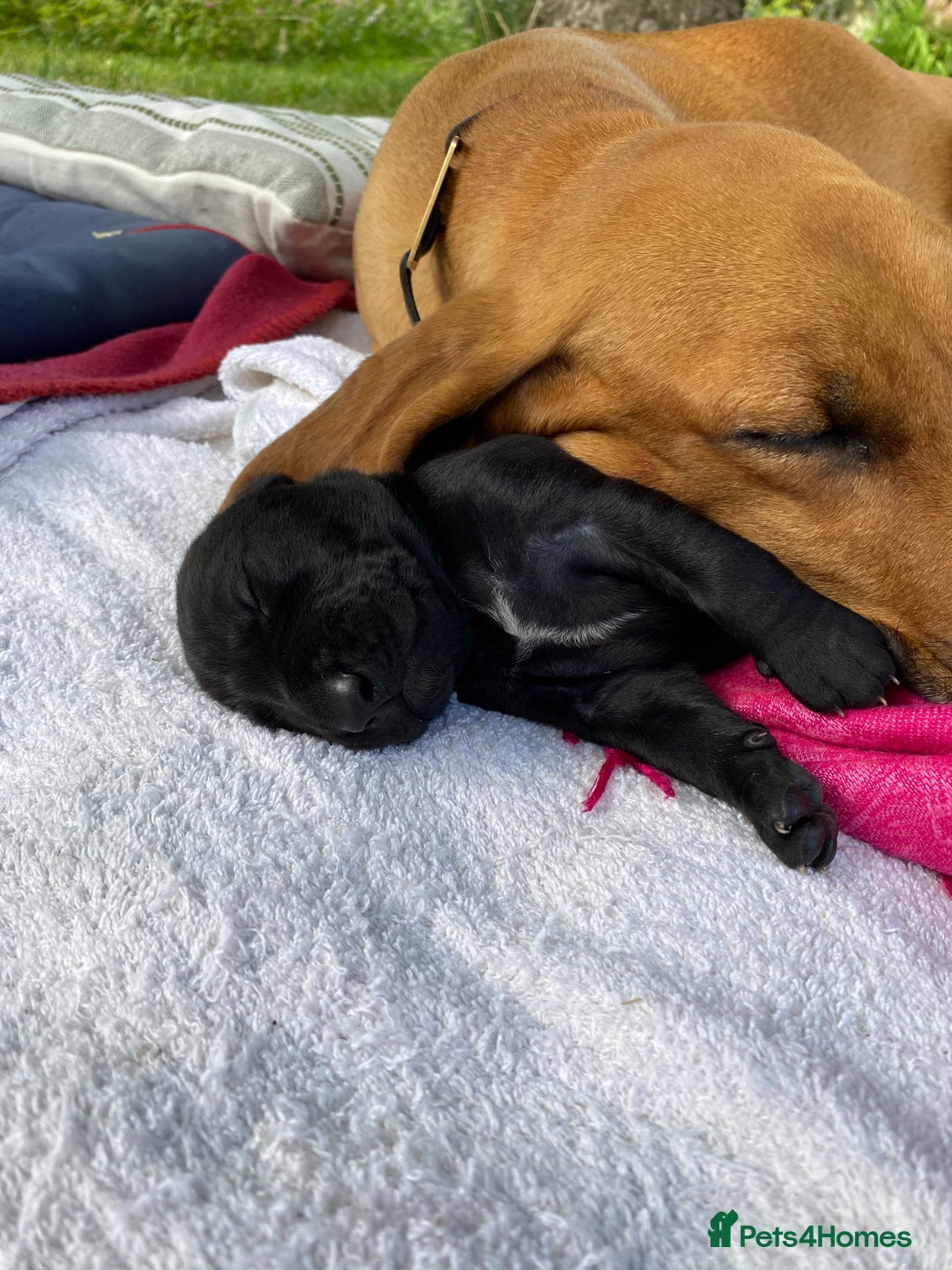Mixed Breed dogs for sale: Italian Segugio/labrador Easter Love Affair - Image 22